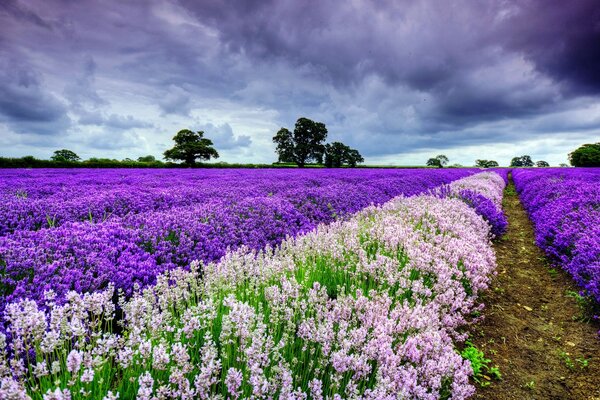 Un campo de hermosas flores púrpuras