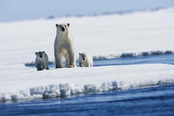 Trois ours polaires sur la banquise