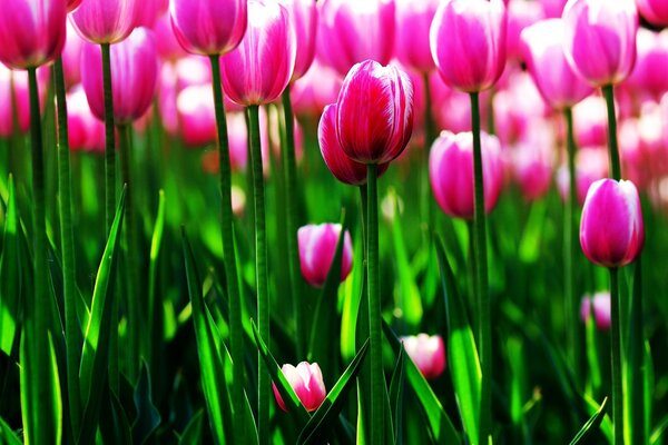 A field of pink tulips with white veins