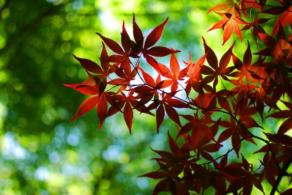 Helle Herbstlaub im Wald