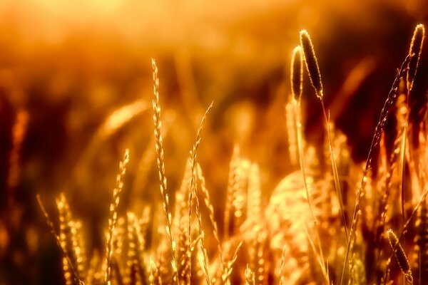 Landscape of golden wheat in the sunlight