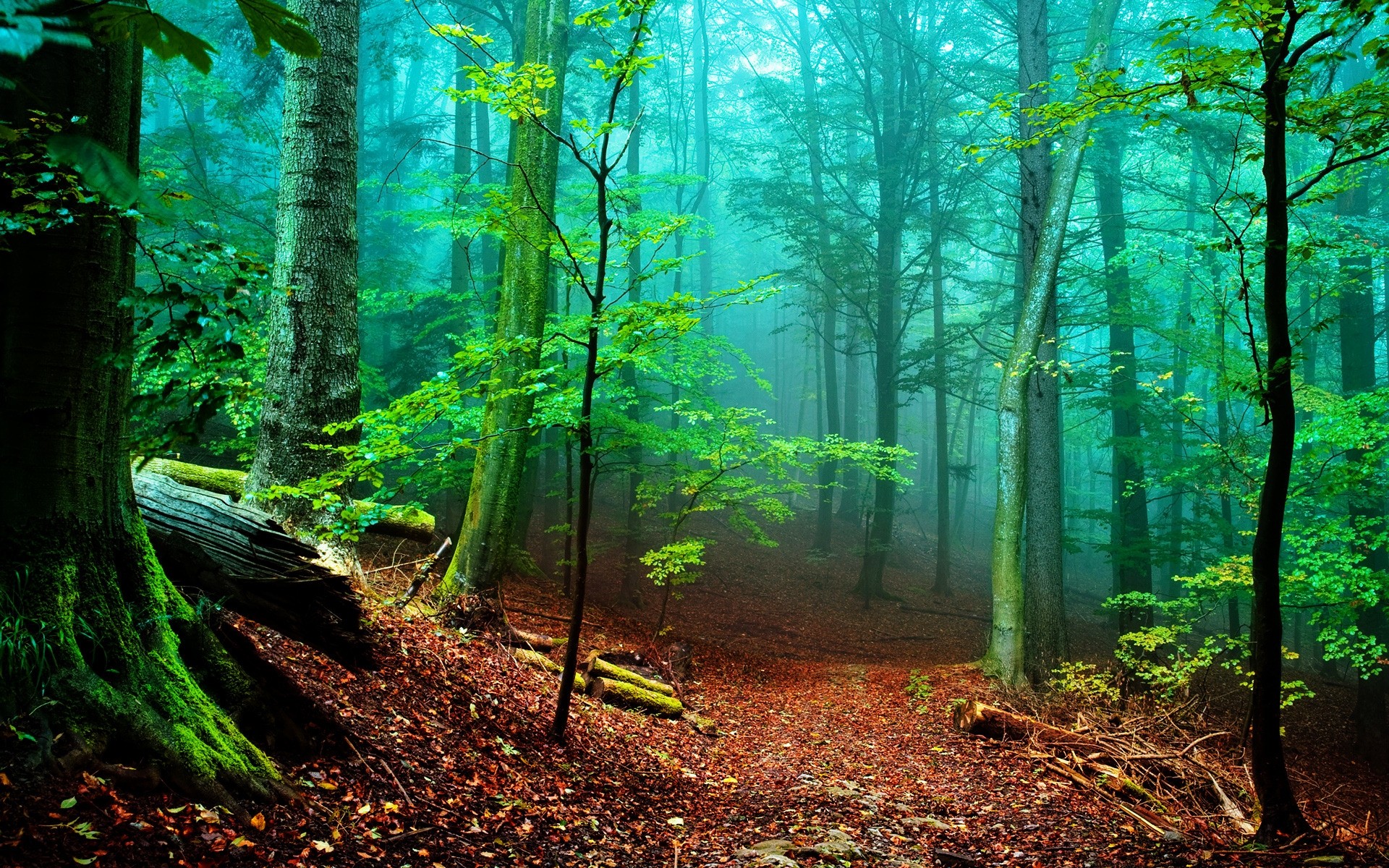 paisagens madeira folha árvore natureza outono paisagem névoa parque névoa amanhecer exuberante faia luz guia sanbim ambiente cênica bom tempo sol árvores fundo