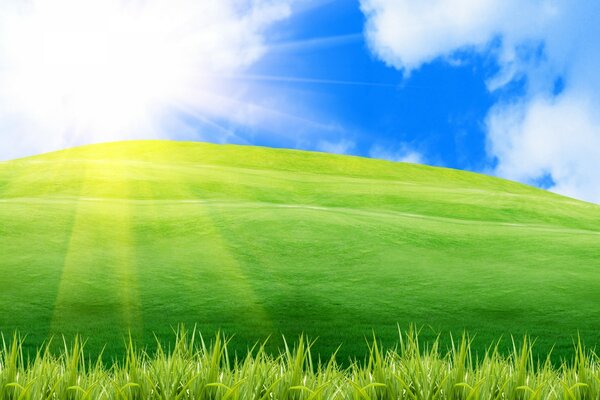 Blauer Himmel, blendende Sonne. Ein grünes Feld, das von der sengenden Sonne beleuchtet wird