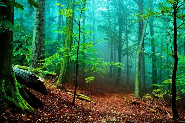 La forêt de l intérieur dans toute la splendeur estivale