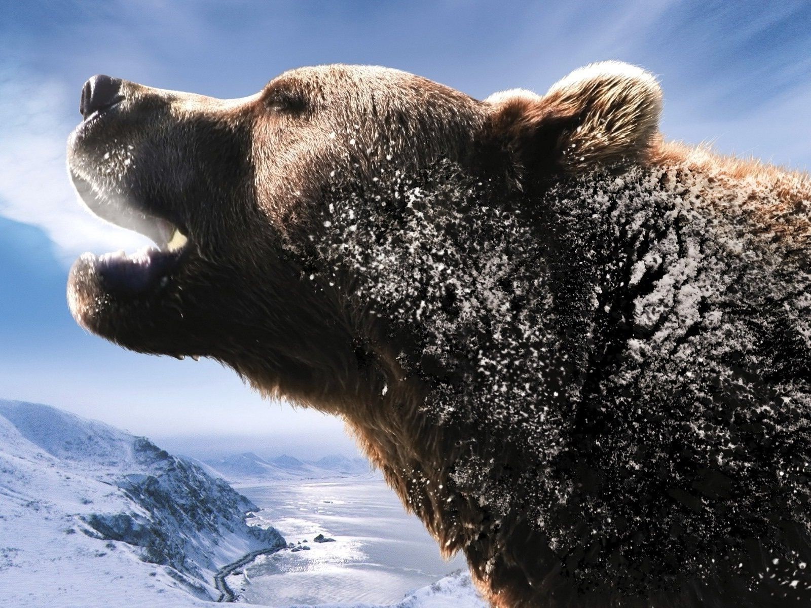 медведи снег зима на открытом воздухе млекопитающее природа холодная дикой природы воды морозный один лед