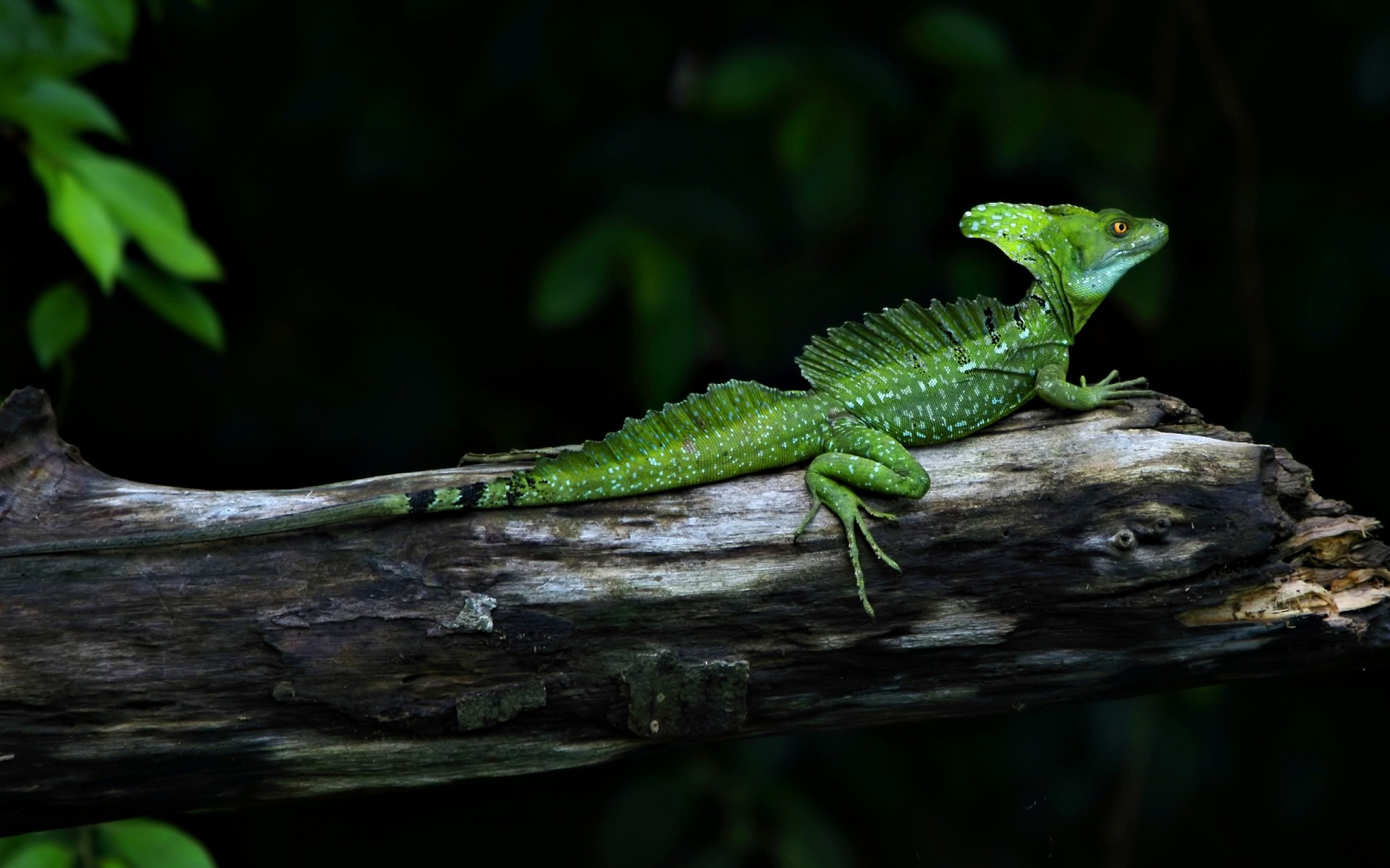 reptiles et grenouilles lézard gazebo forêt tropicale faune dragon bois arbre caméléon à l extérieur nature feuille tropical gecko jungle vue latérale zoo un lumière du jour iguane