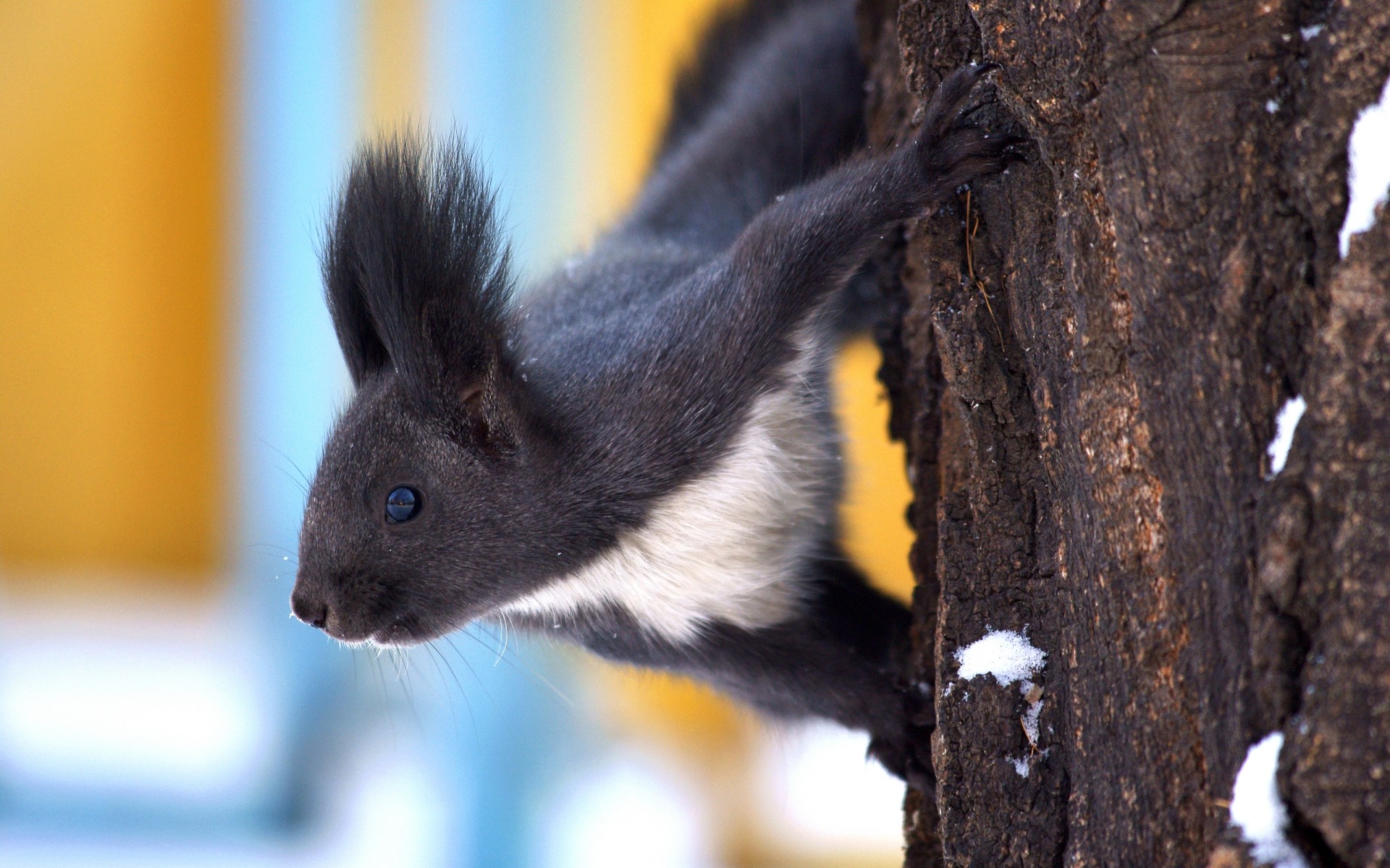 tiere säugetier holz tierwelt eine niedlich im freien natur baum porträt tageslicht eichhörnchen