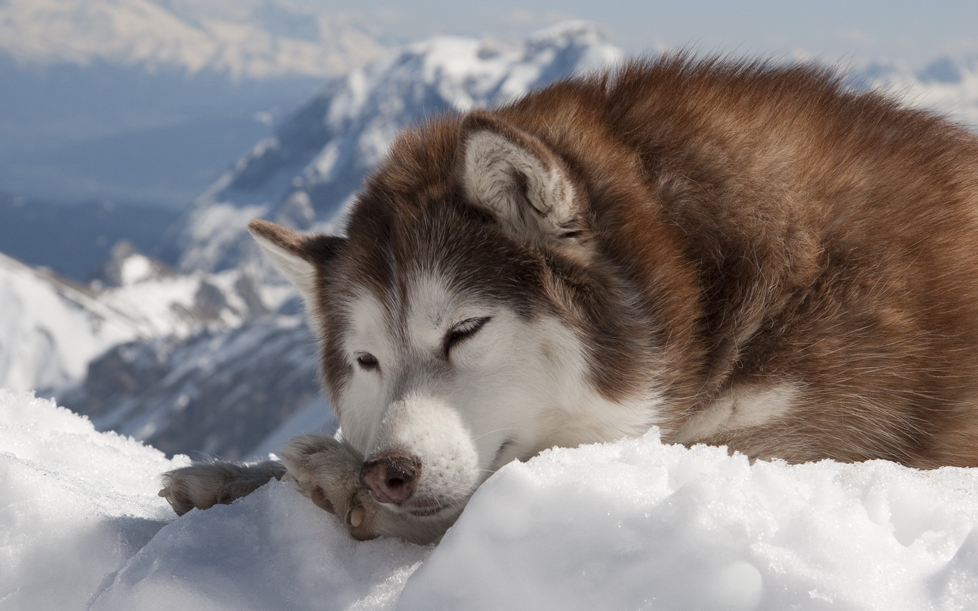 perros nieve invierno helado frío naturaleza mamífero al aire libre lobo pelaje paleta malamute