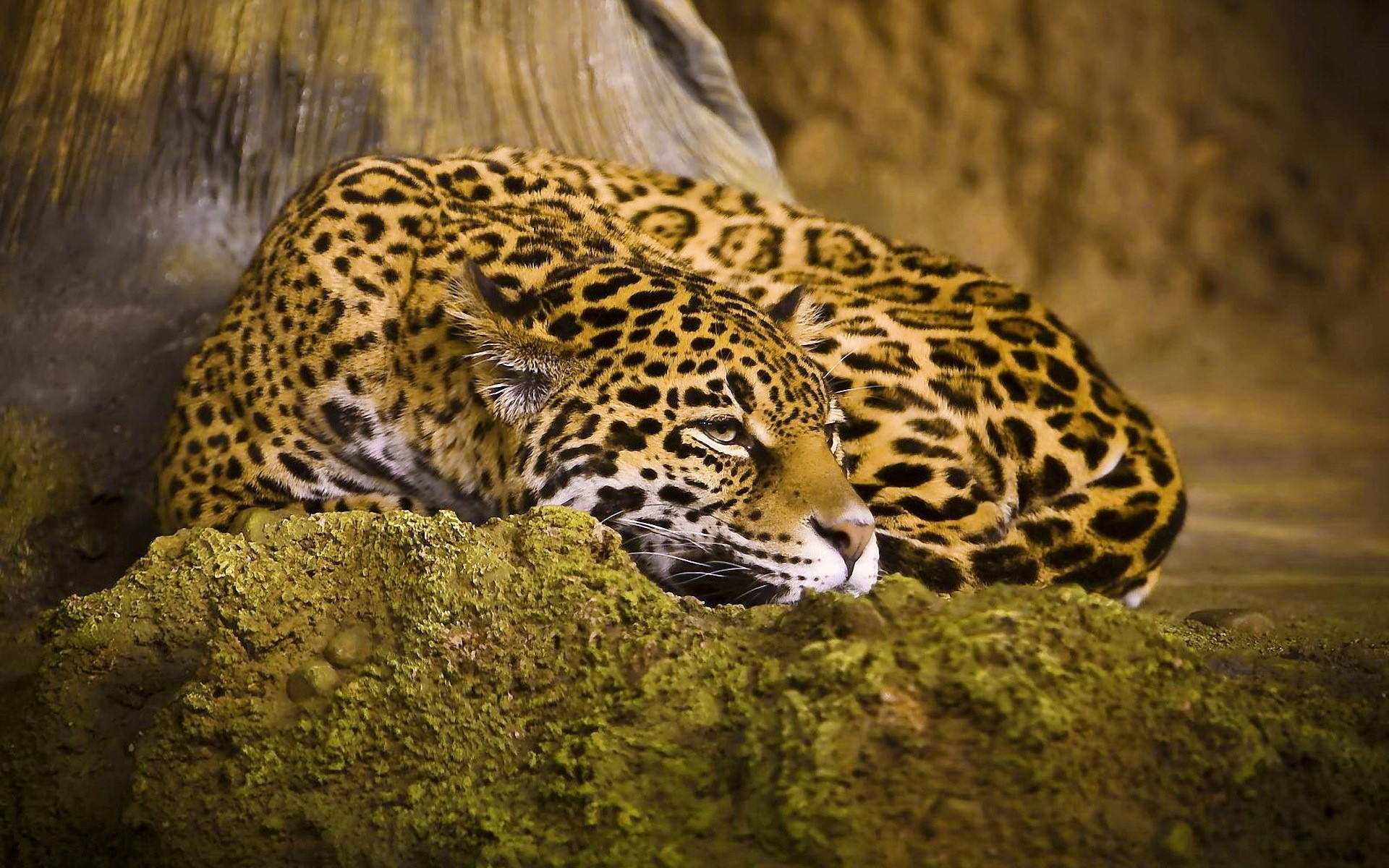 animales vida silvestre leopardo gato mamífero zoológico naturaleza depredador salvaje animal jaguar