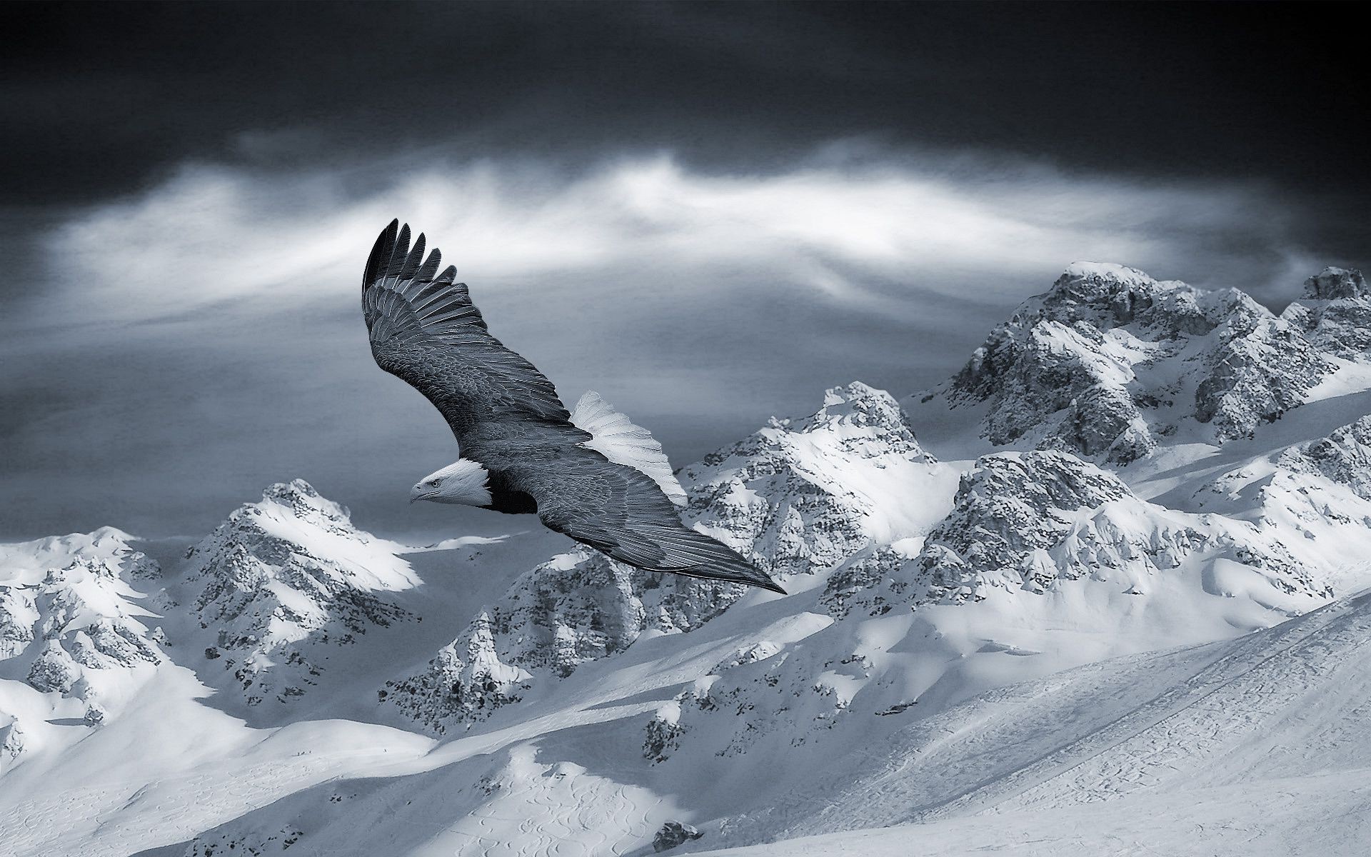 animales nieve invierno hielo frío montañas escarcha naturaleza cielo paisaje alto congelado al aire libre glaciar