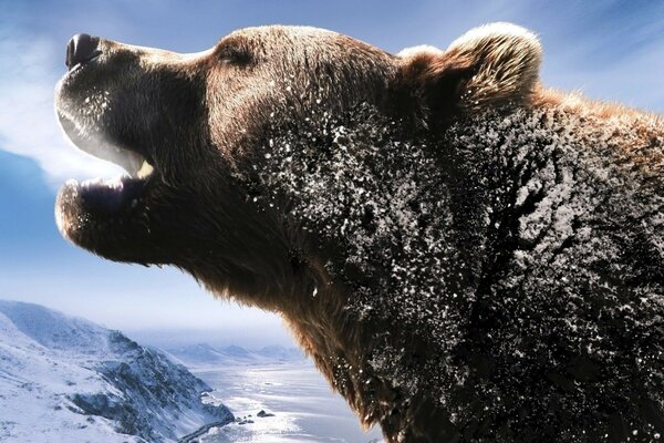 Snowy winter, bear in the mountains