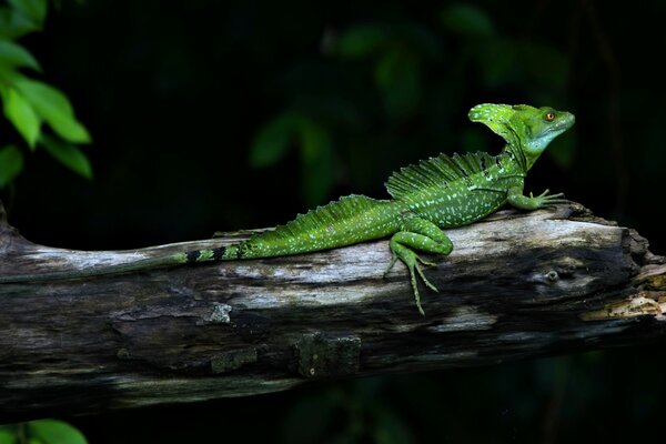 Imagen de un lagarto sentado en una perra