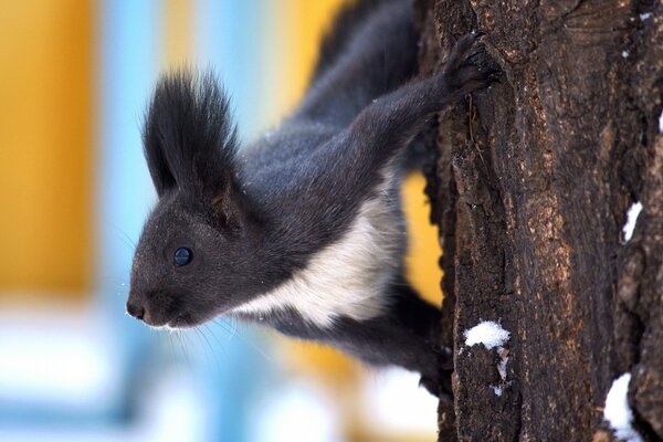 Animale della fauna selvatica un mammifero