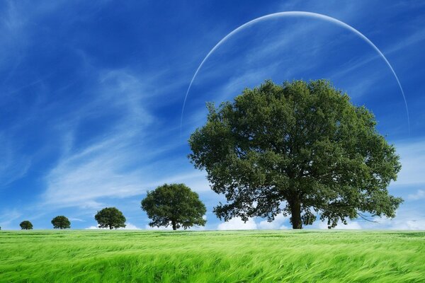 Alberi di diverse dimensioni su uno sfondo di cielo blu