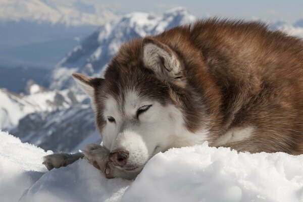 Lindo Malamute en la nieve