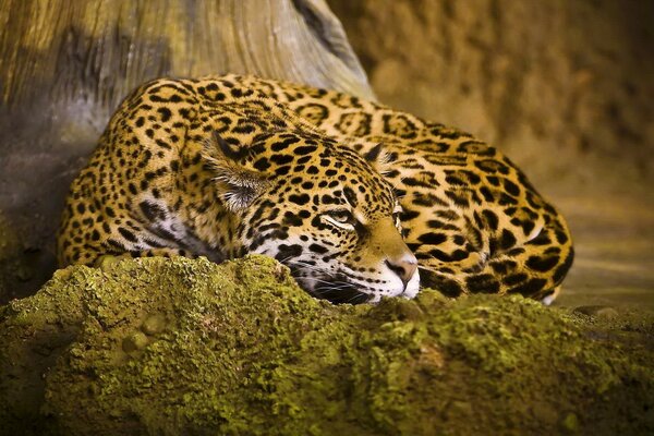 Leopardo en reposo al pie de un árbol