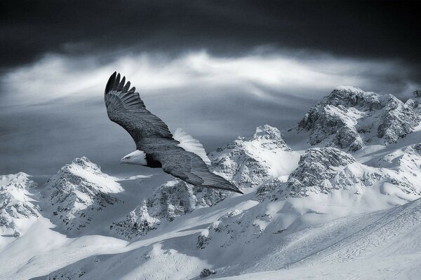 Der große Adler fliegt auf den Pisten