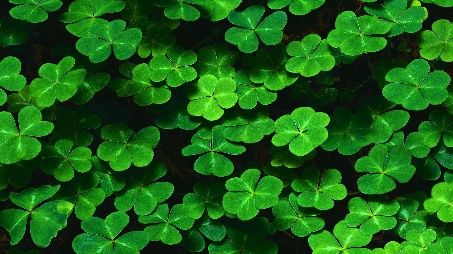 grass clover luck white clover lucky saint celtic leaf leprechaun desktop flora emerald close-up environment