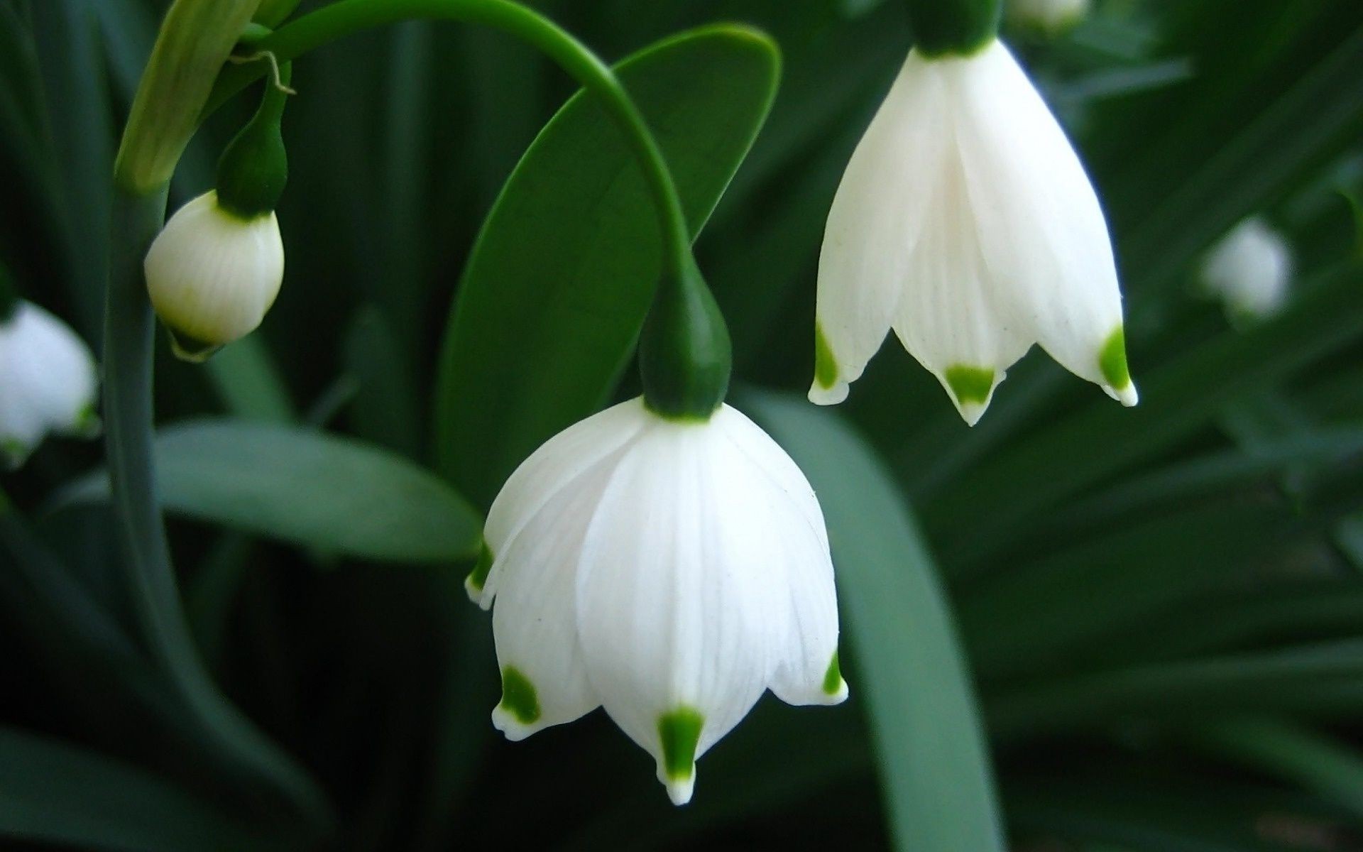 çiçekler yaprak doğa çiçek bahçe flora büyüme açık havada