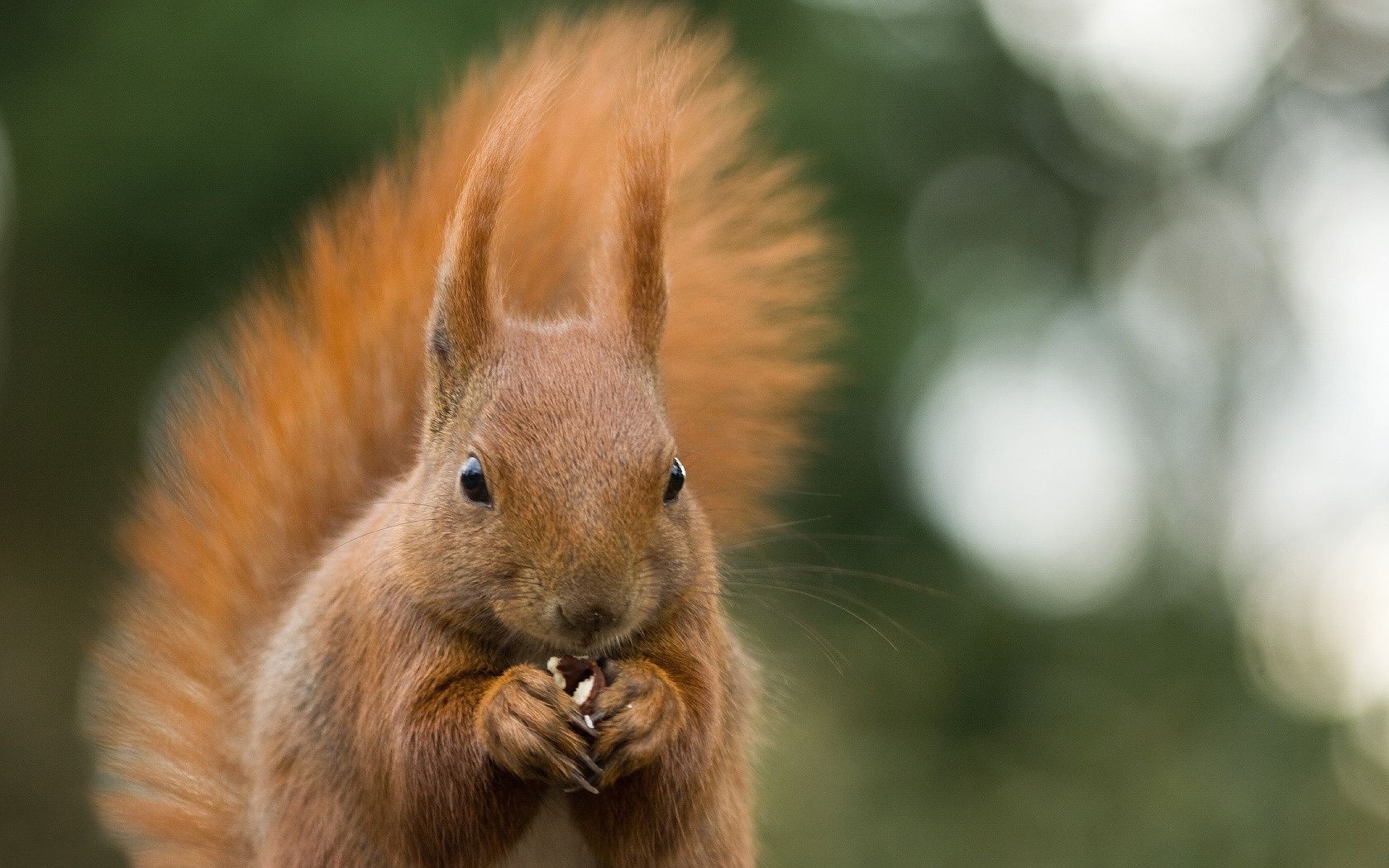 scoiattolo scoiattolo roditore mammifero fauna selvatica pelliccia natura ritratto animale carino lanugine selvaggio gatto capelli un occhio all aperto volpe