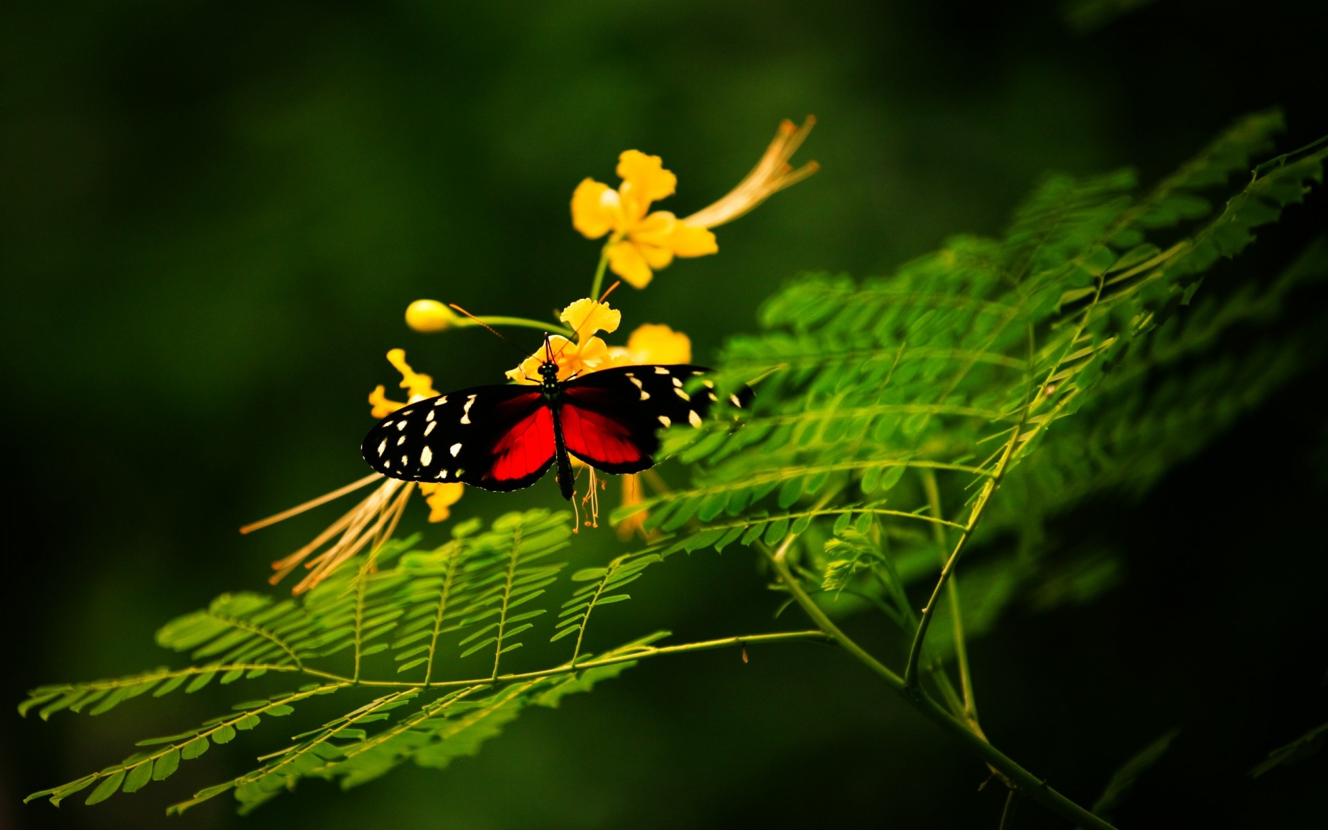 insects nature leaf insect flower outdoors flora garden summer color tree light close-up grass bright wild background fly