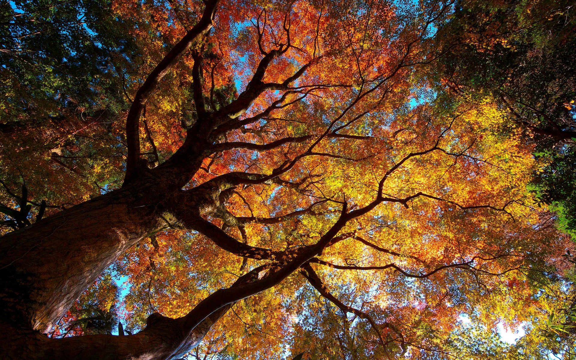 plantas otoño hoja árbol arce madera rama temporada parque naturaleza paisaje color brillante