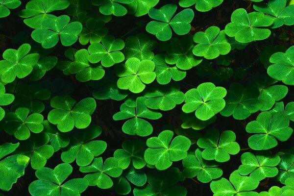 Clover is green. Nature