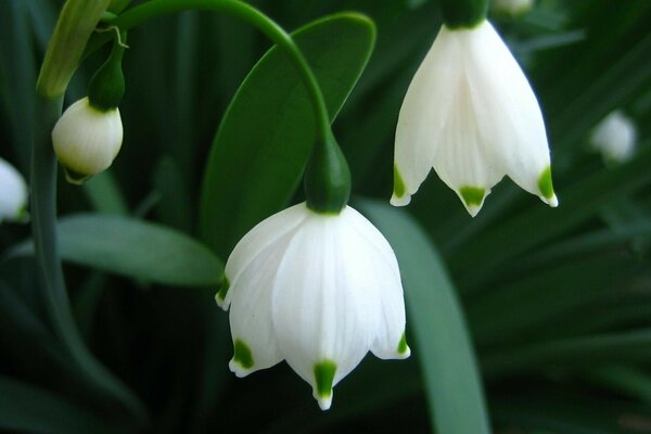 Snowdrops primrose flowers spring macro