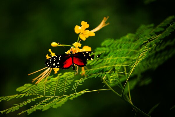 Schmetterling auf einer Blume, natürliche Schönheit