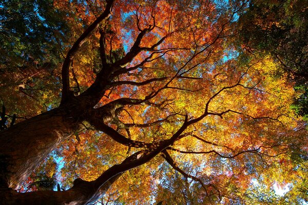 Blick von unten auf den Himmel durch den Herbstbaum