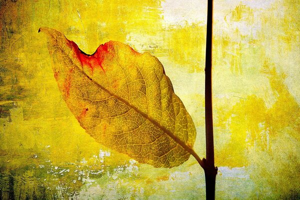 Herbst Blatt Abstrakt Desktop