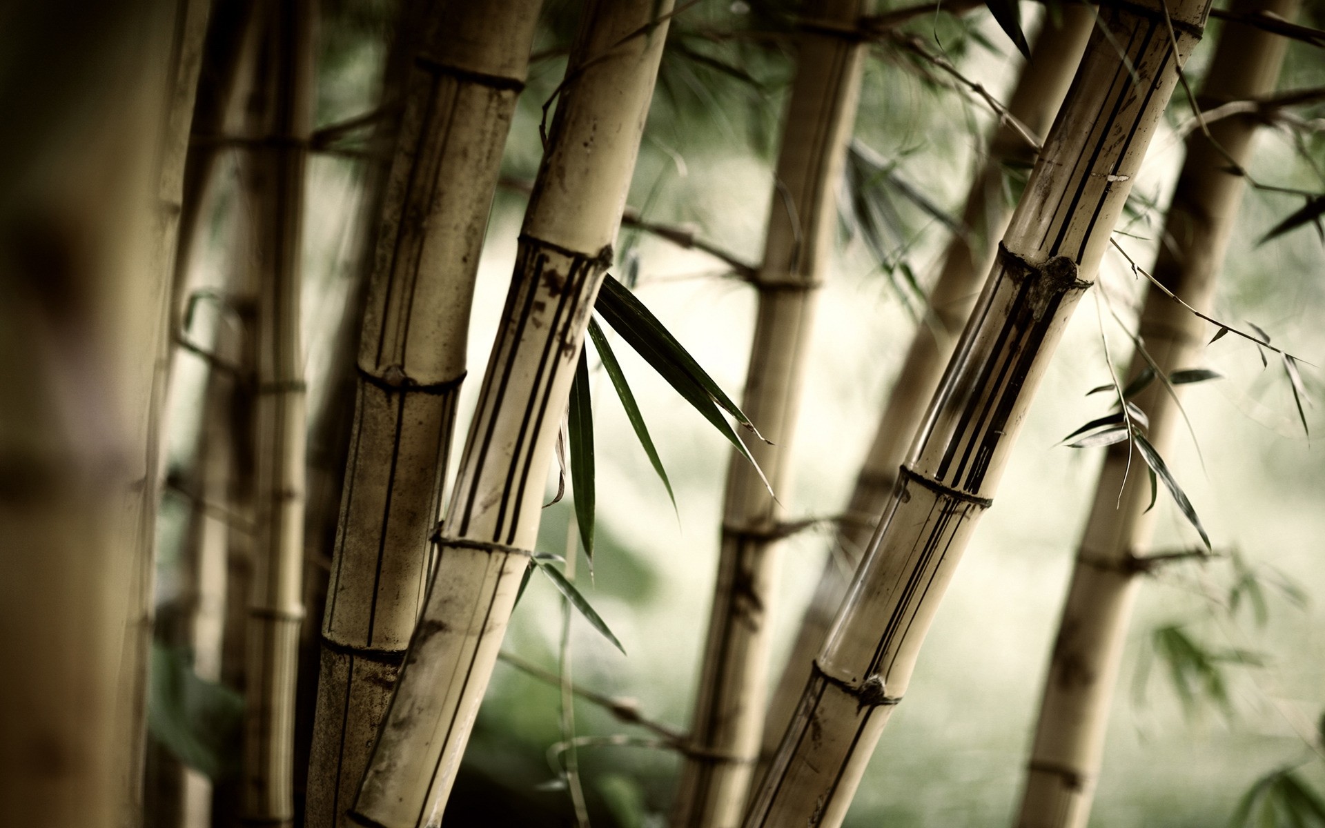 plants bamboo architecture old art steel building