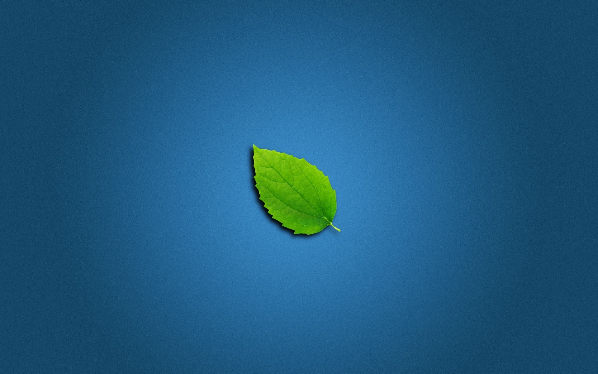 minimalisme feuille nature dehors été croissance ciel écologie soleil beau temps flore arbre flou germer fond vert bleu