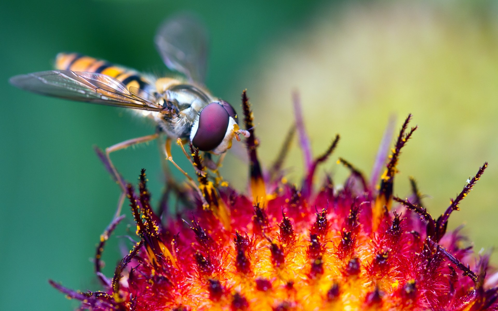 insetti insetto natura volare invertebrati fauna selvatica animale ape ala entomologia farfalla all aperto antenna selvaggio biologia estate piccolo vespa fiore foglia