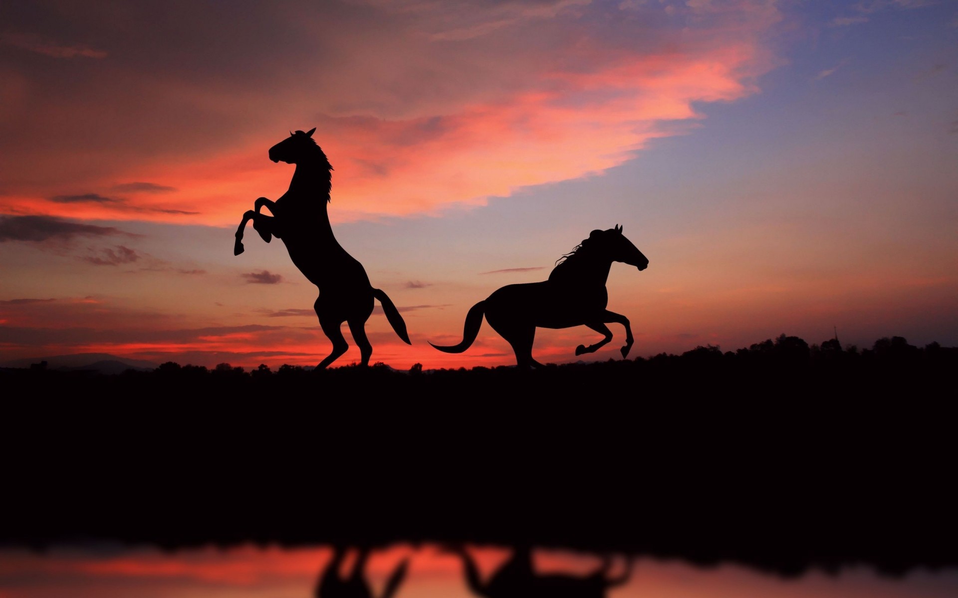 animais pôr do sol silhueta iluminado noite céu amanhecer mamífero sol paisagem crepúsculo cavalaria solteiro preto cavalo