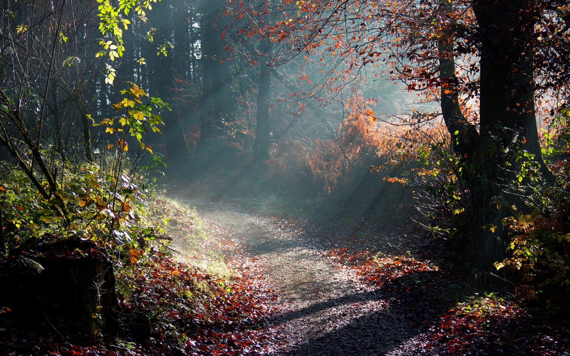 krajobrazy jesień liść drewna drzewo krajobraz natura park mgła na zewnątrz mgła klon woda świt bujne malownicze środowiska drzewa słońce tło