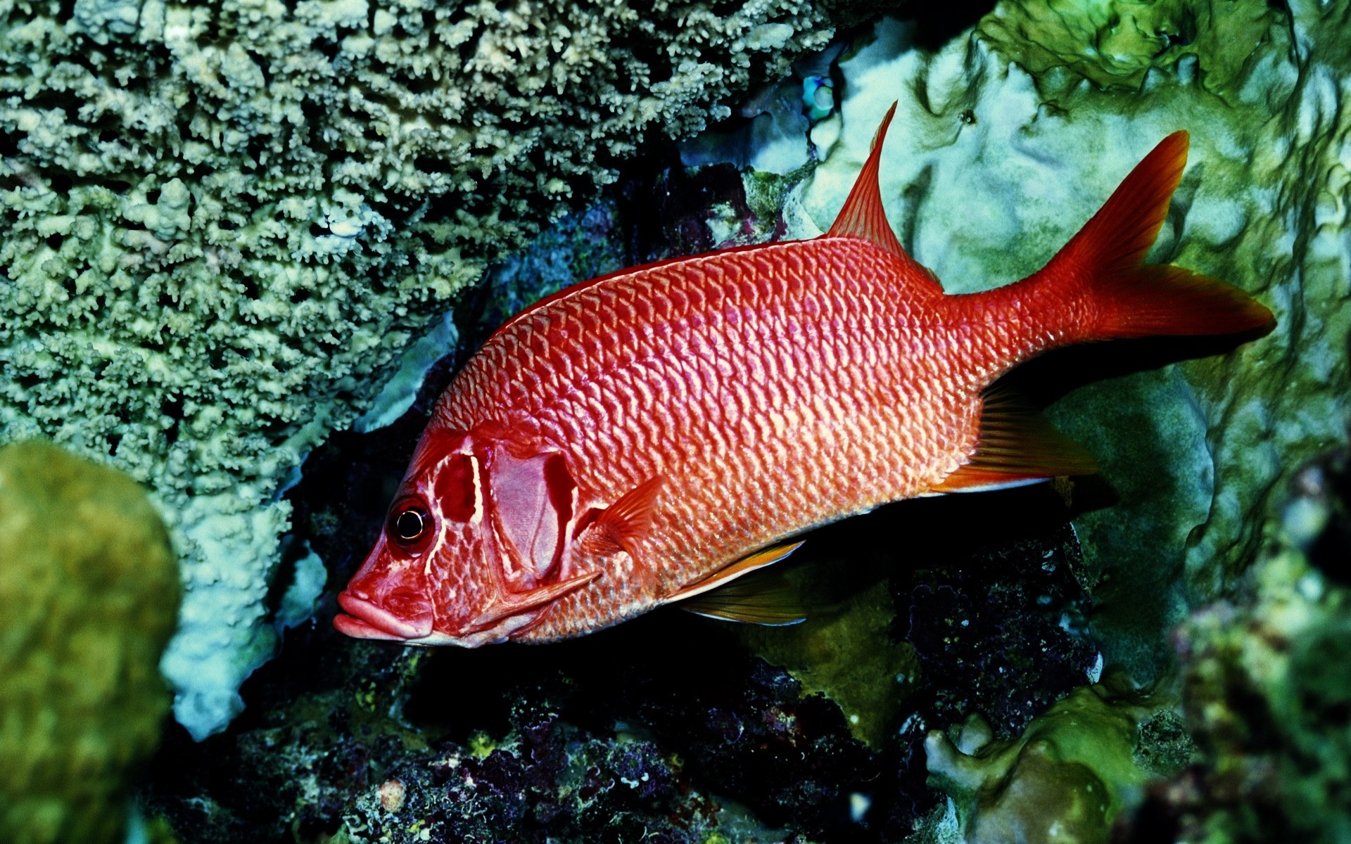 meerestiere fische unterwasser ozean meer korallen tropisch natur riff schwimmen wasser marine tier hintergrund