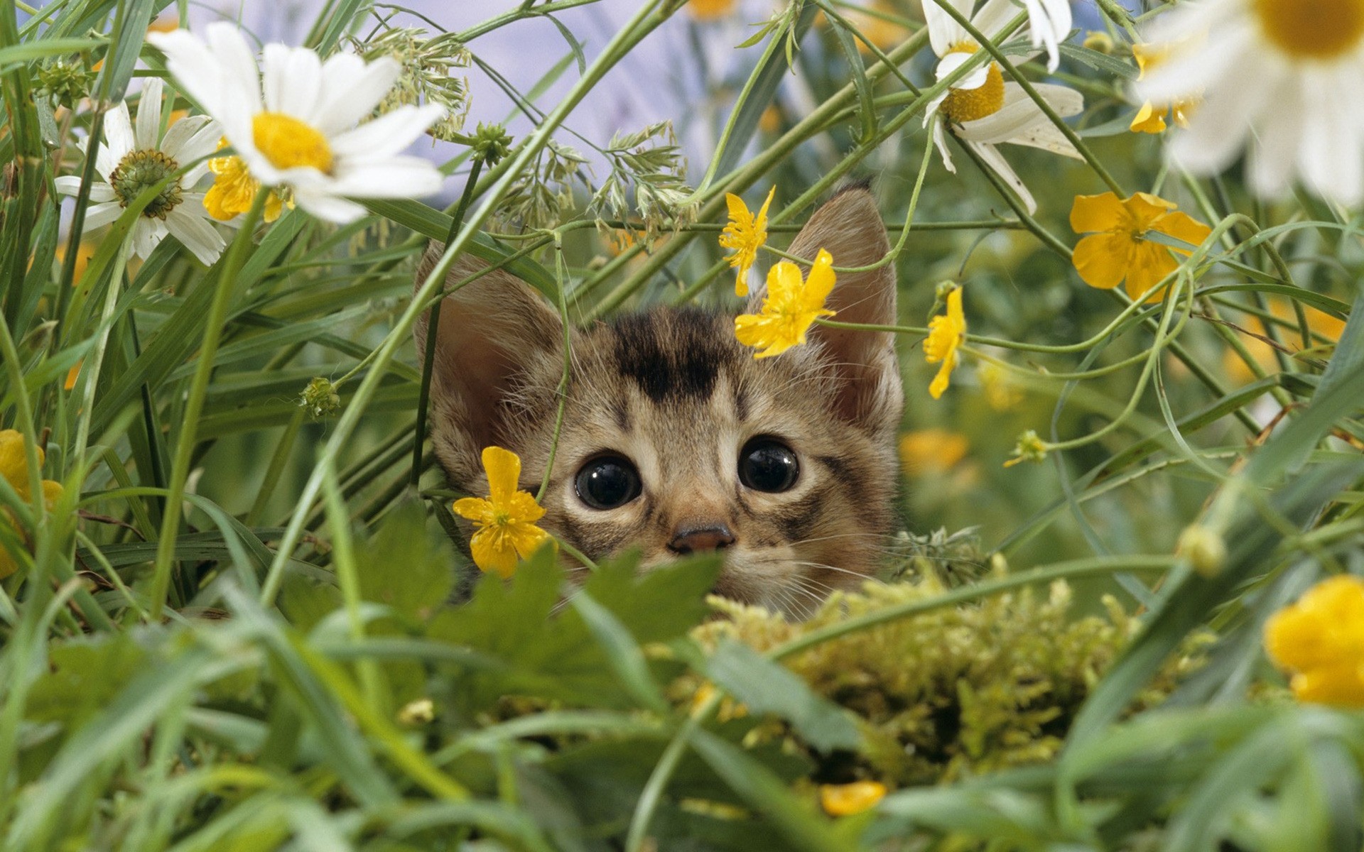 katzen natur blume gras feld sommer heuhaufen flora wenig im freien ostern