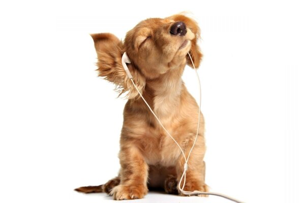 Köpek kulaklıklarında müzik dinliyor