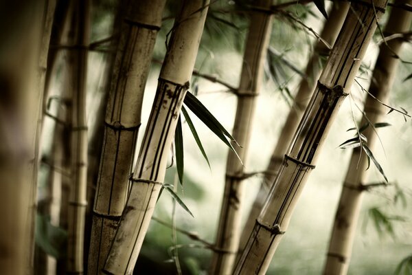 Caules de bambu em uma manhã enevoada