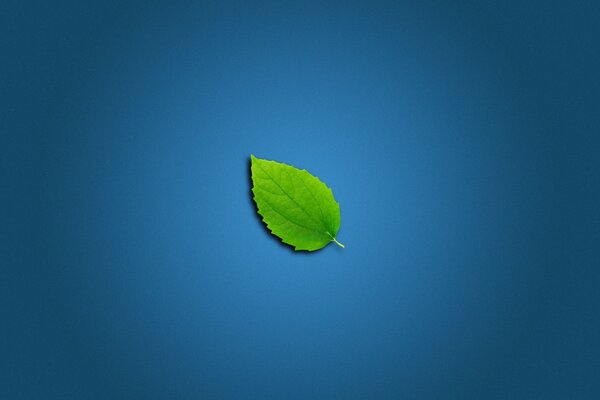 Green leaf on blue background