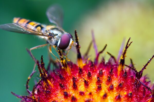 Fotografía macro de un insecto plantado en una flor