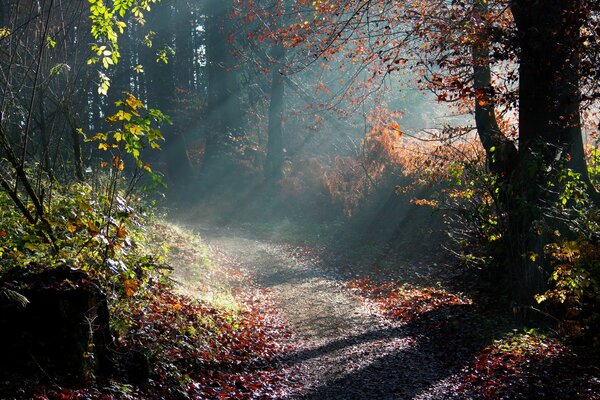 Rayos de sol en el bosque de la mañana