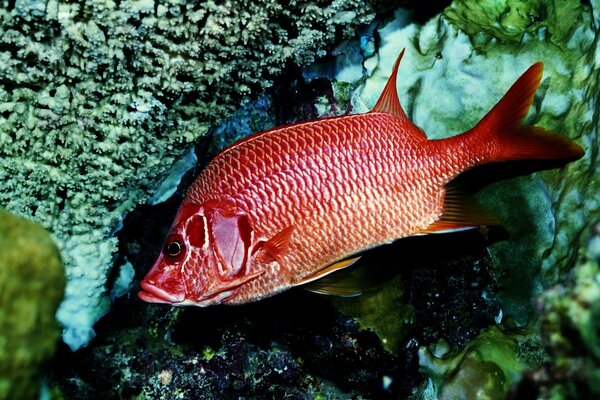 Pesce rosso intasato tra i coralli