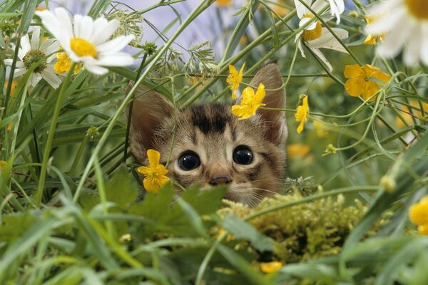 Lindo gatito en la hierba espesa