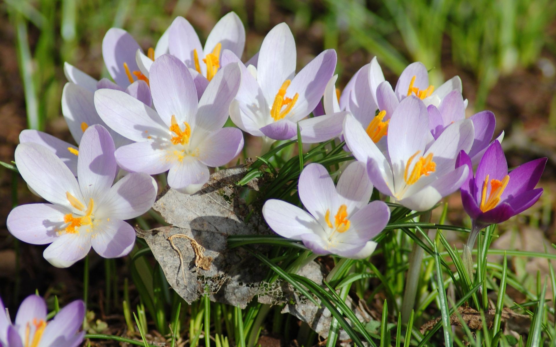 flowers nature flower crocus flora blooming petal floral garden summer leaf season grass easter growth springtime bright close-up beautiful hayfield