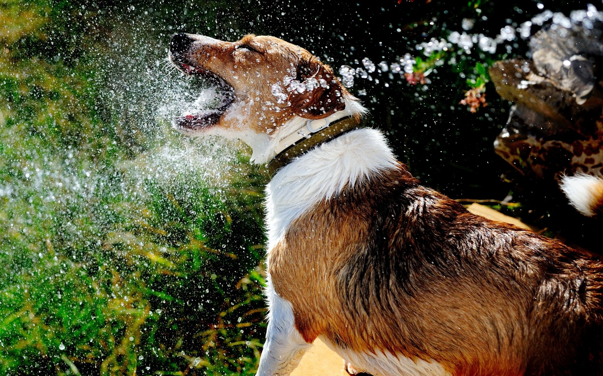 dogs nature outdoors wildlife mammal wild animal water cute rain