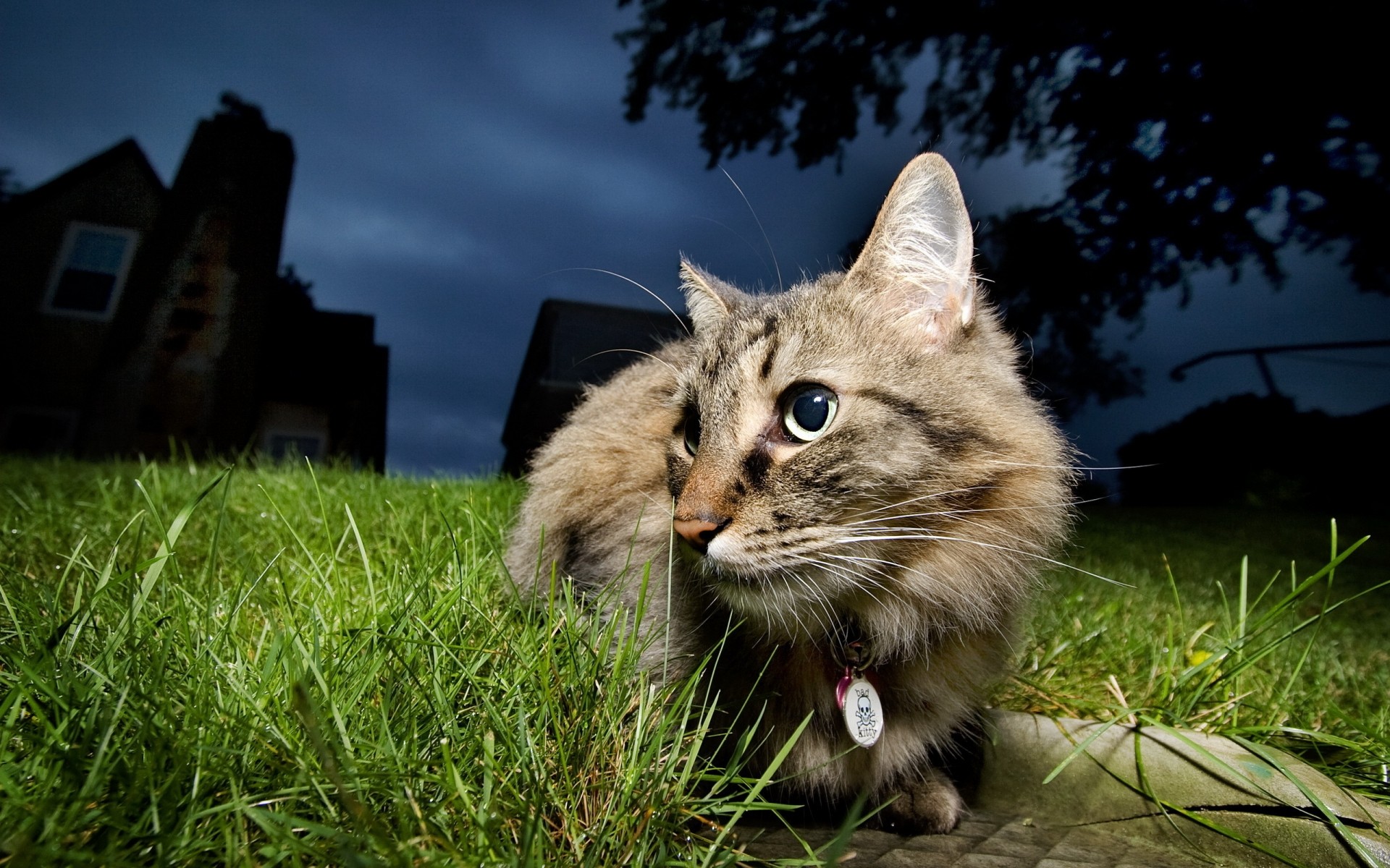 chats herbe animal nature chat mammifère mignon animal de compagnie fond sombre nuit paysage