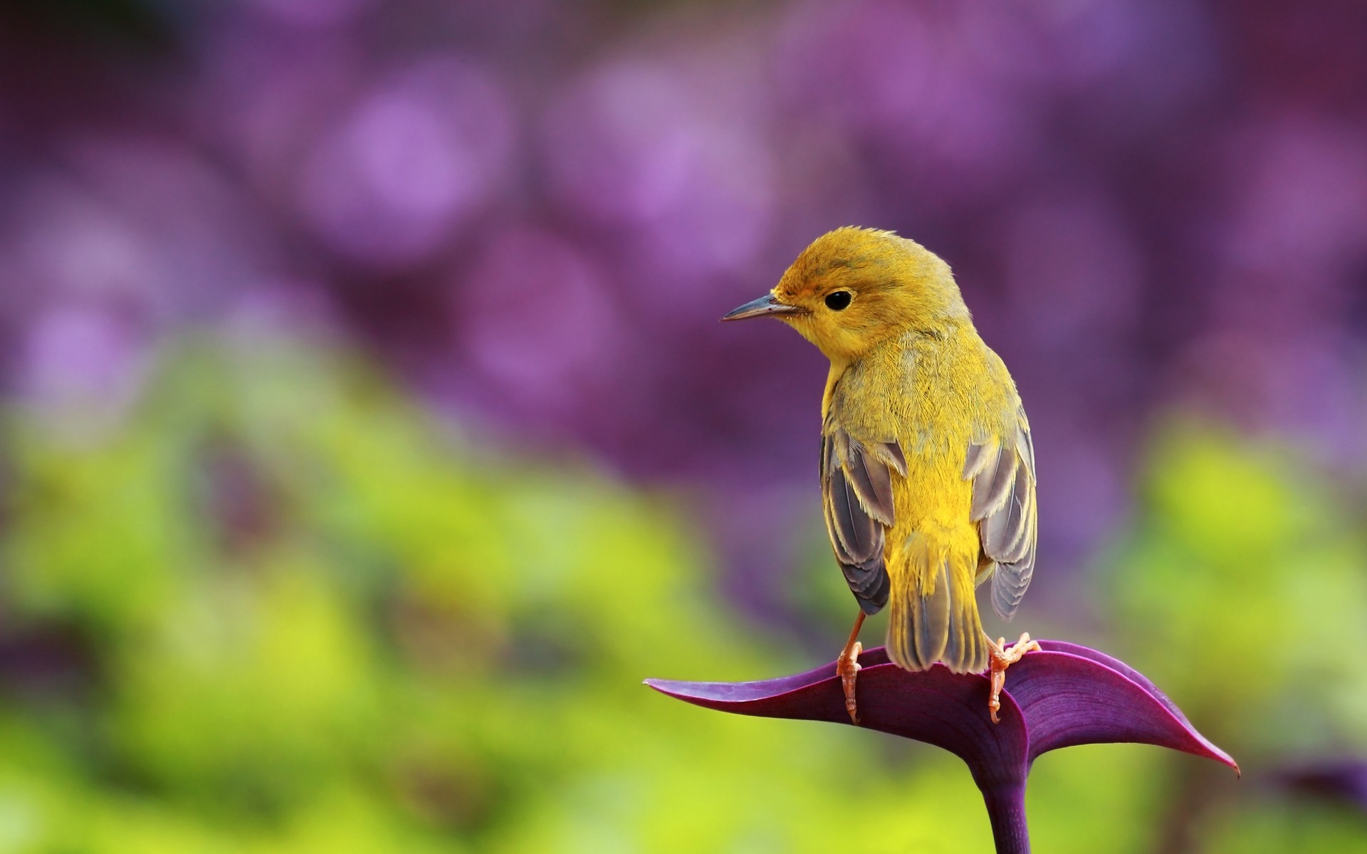 природа животные птицы цветы желтая без смс