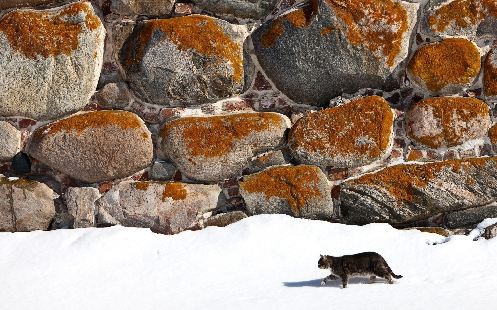 gatos roca naturaleza piedra nieve invierno frío al aire libre montañas paisaje